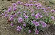 Mountain Coyote Mint Seeds - Caribbean garden seed