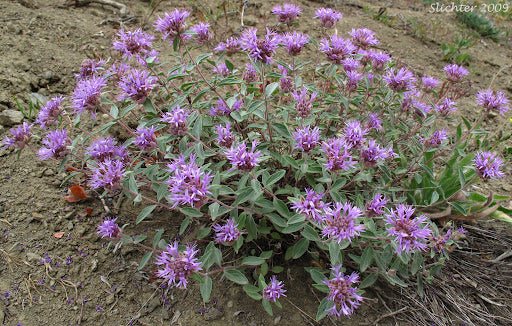 Mountain Coyote Mint Seeds - Caribbean garden seed