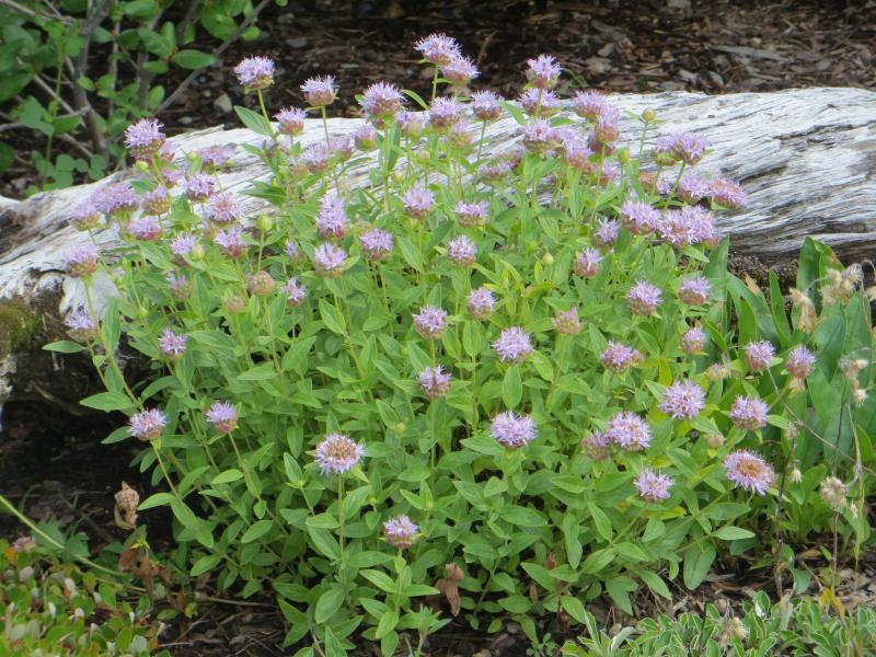 Mountain Coyote Mint Seeds - Caribbean garden seed
