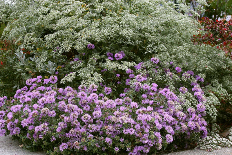 Mountain Coyote Mint Seeds - Caribbean garden seed