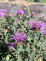 Mountain Coyote Mint Seeds - Caribbean garden seed