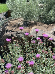 Mountain Coyote Mint Seeds - Caribbean garden seed
