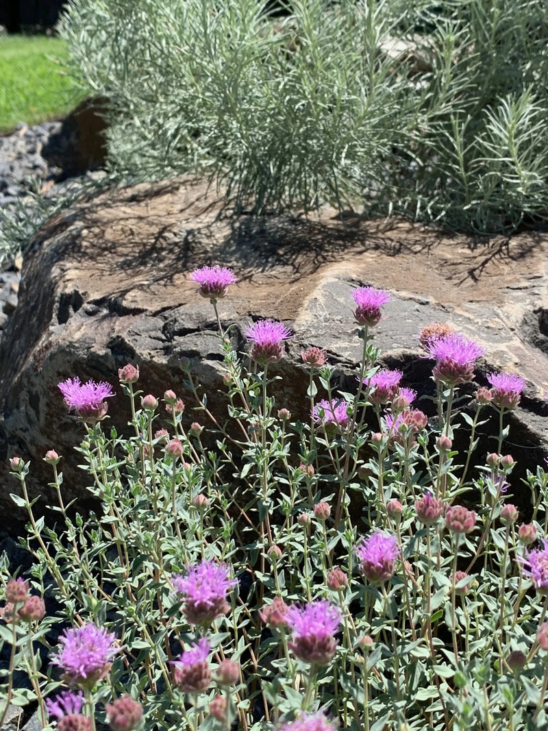 Mountain Coyote Mint Seeds - Caribbean garden seed