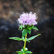 Mountain Coyote Mint Seeds - Caribbean garden seed