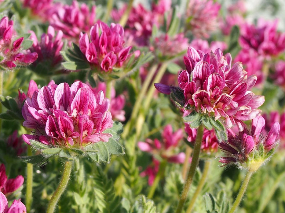 Mountain Kidney Vetch Seeds - Caribbean garden seed