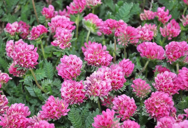 Mountain Kidney Vetch Seeds - Caribbean garden seed