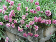 Mountain Kidney Vetch Seeds - Caribbean garden seed