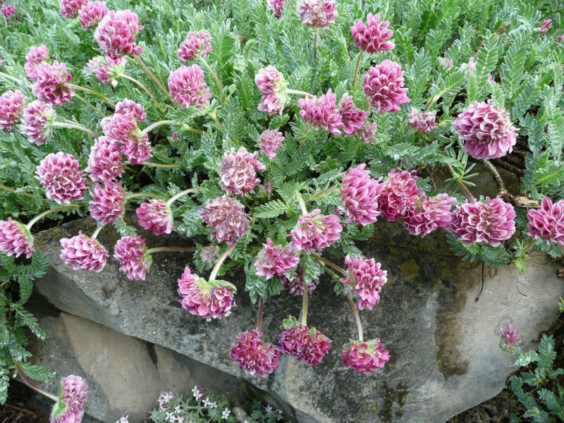 Mountain Kidney Vetch Seeds - Caribbean garden seed