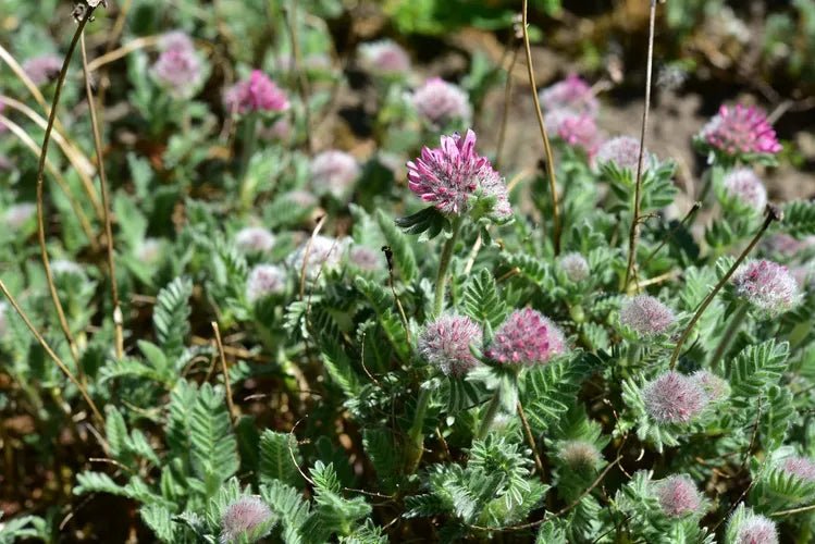 Mountain Kidney Vetch Seeds - Caribbean garden seed