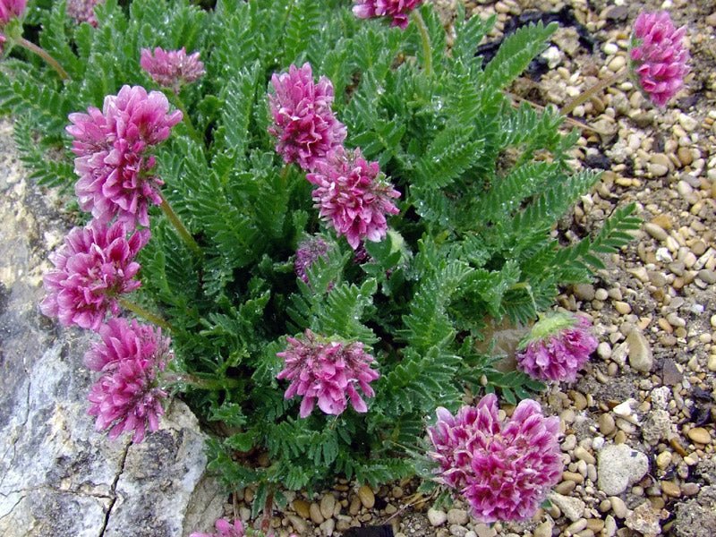Mountain Kidney Vetch Seeds - Caribbean garden seed