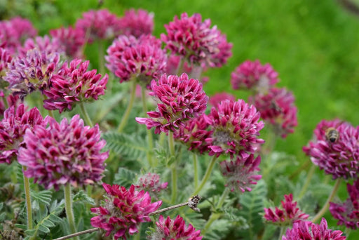 Mountain Kidney Vetch Seeds - Caribbean garden seed