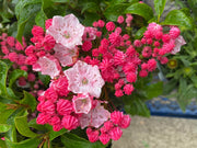 Mountain Laurel Seeds,  evergreen shrubs - Caribbean garden seed