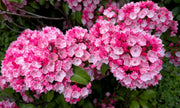 Mountain Laurel Seeds,  evergreen shrubs - Caribbean garden seed