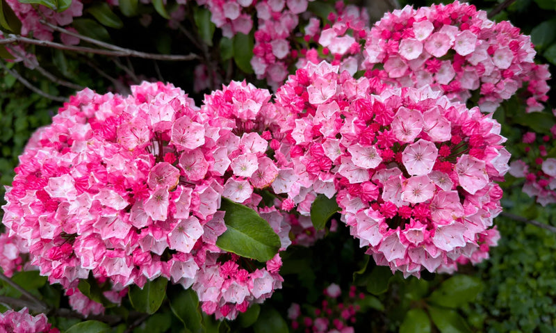 Mountain Laurel Seeds,  evergreen shrubs - Caribbean garden seed