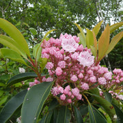 Mountain Laurel Seeds,  evergreen shrubs - Caribbean garden seed