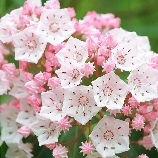 Mountain Laurel Seeds,  evergreen shrubs - Caribbean garden seed