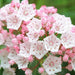 Mountain Laurel Seeds,  evergreen shrubs - Caribbean garden seed