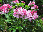 Mountain Laurel Seeds,  evergreen shrubs - Caribbean garden seed