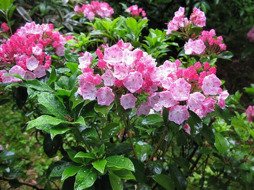 Mountain Laurel Seeds,  evergreen shrubs - Caribbean garden seed