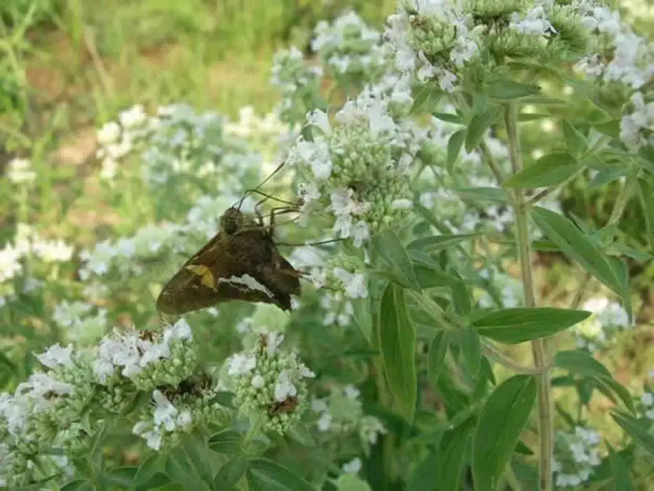 Mountain Mint,Herb Seeds - Pycnanthemum pilosum - Caribbean garden seed