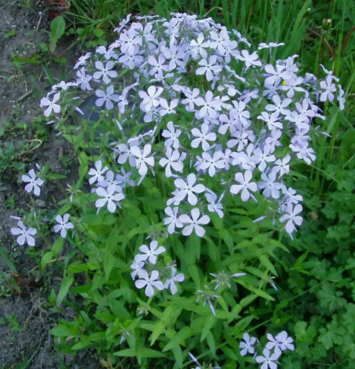 MOUNTAIN PHLOX SEEDS ,ANNUAL Flower - Caribbean garden seed