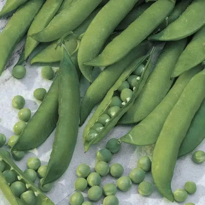 Mr. Big Shelling Pea Seeds, easy to grow, disease resistant - Caribbean garden seed