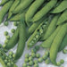 Mr. Big Shelling Pea Seeds, easy to grow, disease resistant - Caribbean garden seed