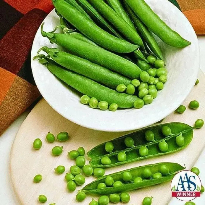 Mr. Big Shelling Pea Seeds, easy to grow, disease resistant - Caribbean garden seed
