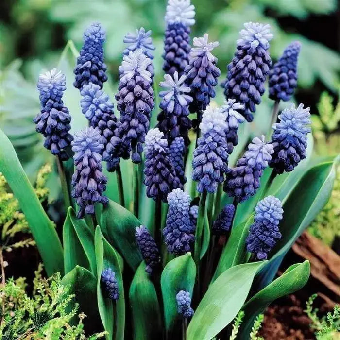 Muscari latifolium, fall planting bulbs - Caribbeangardenseed