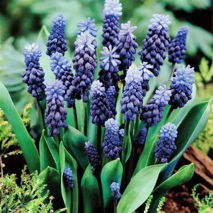 Muscari latifolium, grape hyacinth bulbs - Caribbean garden seed