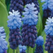 Muscari latifolium, fall planting bulbs - Caribbeangardenseed