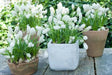 Muscari White Magic,'Grape Hyacinth, fall bulbs, spring flowers - Caribbean garden seed