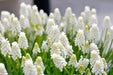 Muscari White Magic,'Grape Hyacinth, fall bulbs, spring flowers - Caribbean garden seed