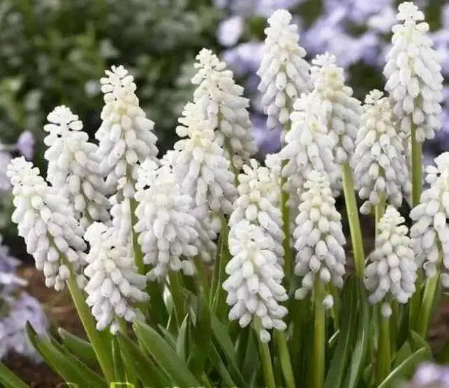 Muscari White Magic,'Grape Hyacinth, fall bulbs, spring flowers - Caribbean garden seed