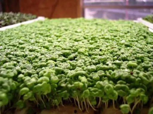 Mustard Microgreen SEEDS - Cho kara, (Brassica juncea) - Caribbeangardenseed