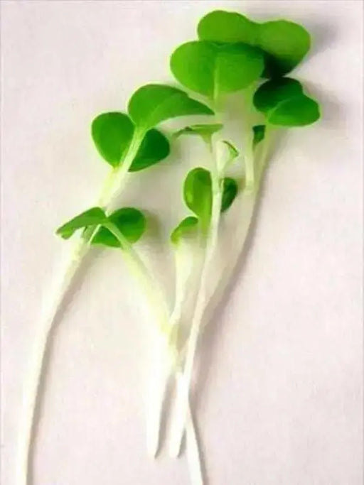 Mustard Microgreen - Spicy Brown, Grow Year round - Caribbean garden seed