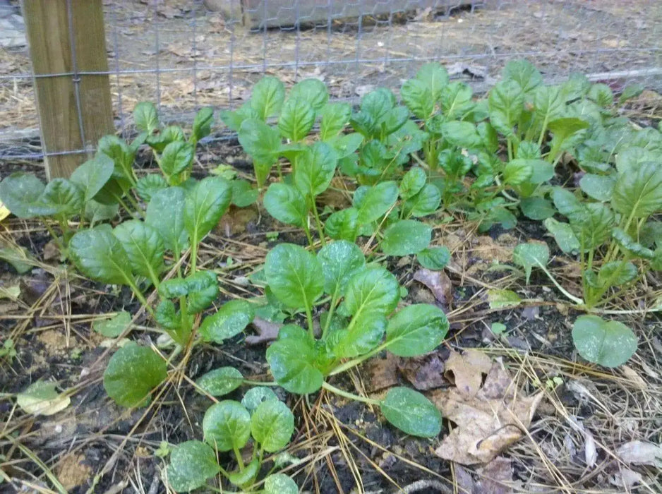 MUSTARD SEEDS, TATSOI SAVOY , Asian Vegetable - Caribbean garden seed