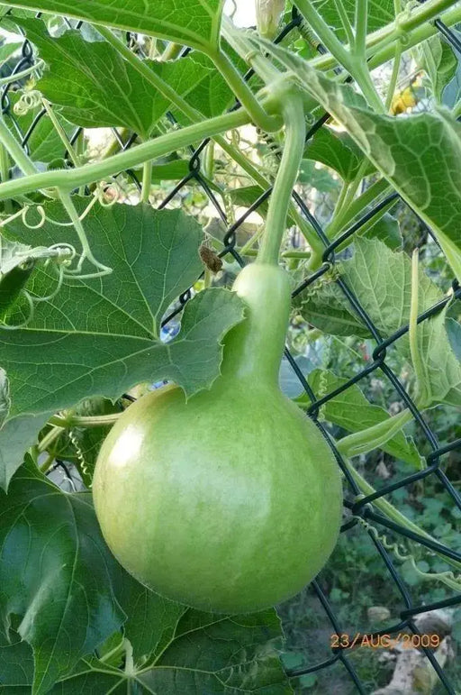 Nam Tao Klom, Hybrid -Bottle Gourd Seeds -Asian vegetable - Caribbeangardenseed