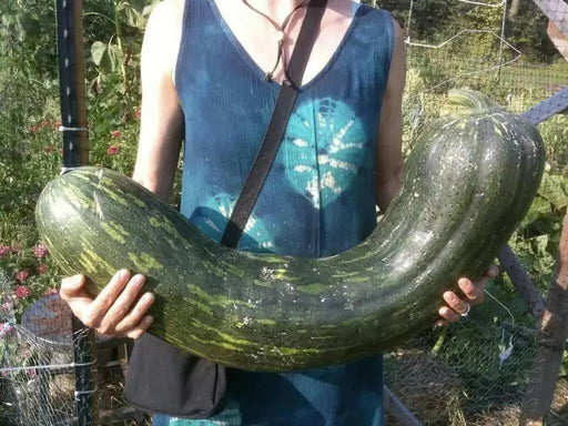 Naples Long Pumpkin Seed (Cucurbita moschata)  heirloom - winter squash - Caribbean garden seed