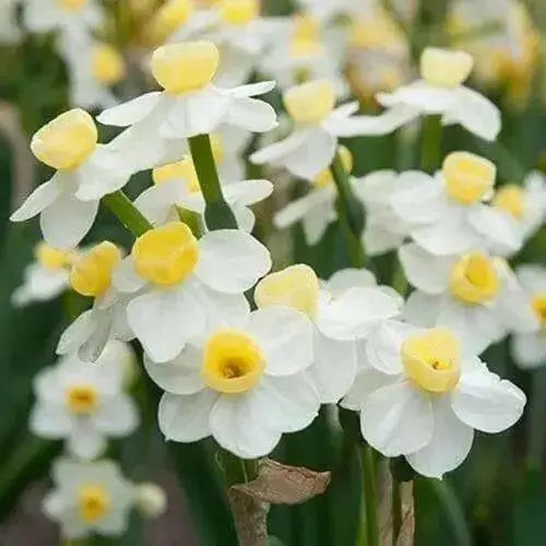 Narcissus Avalanche Bulbs (paperwhites) GREAT INDOOR.