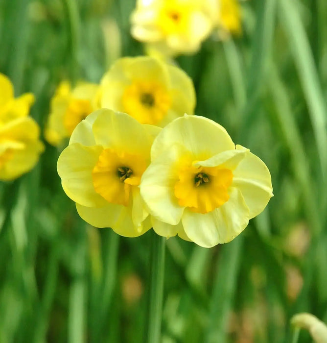 Narcissus Bulb- Mini Daffodil ,Sun Disc, perfect for rock gardens, - Caribbeangardenseed