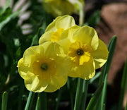 Narcissus Bulb- Mini Daffodil ,Sun Disc, perfect for rock gardens, - Caribbeangardenseed