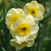 Narcissus Bulb- Mini Daffodil ,Sun Disc, perfect for rock gardens, - Caribbeangardenseed