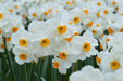 10 Narcissus Geranium , Daffodil bulbs, Perennial, FALL PLANTING - Caribbeangardenseed