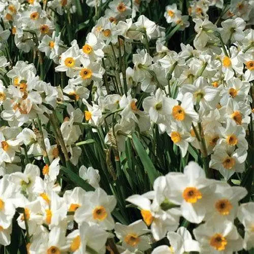 10 Narcissus Geranium , Daffodil bulbs, Perennial, FALL PLANTING - Caribbeangardenseed