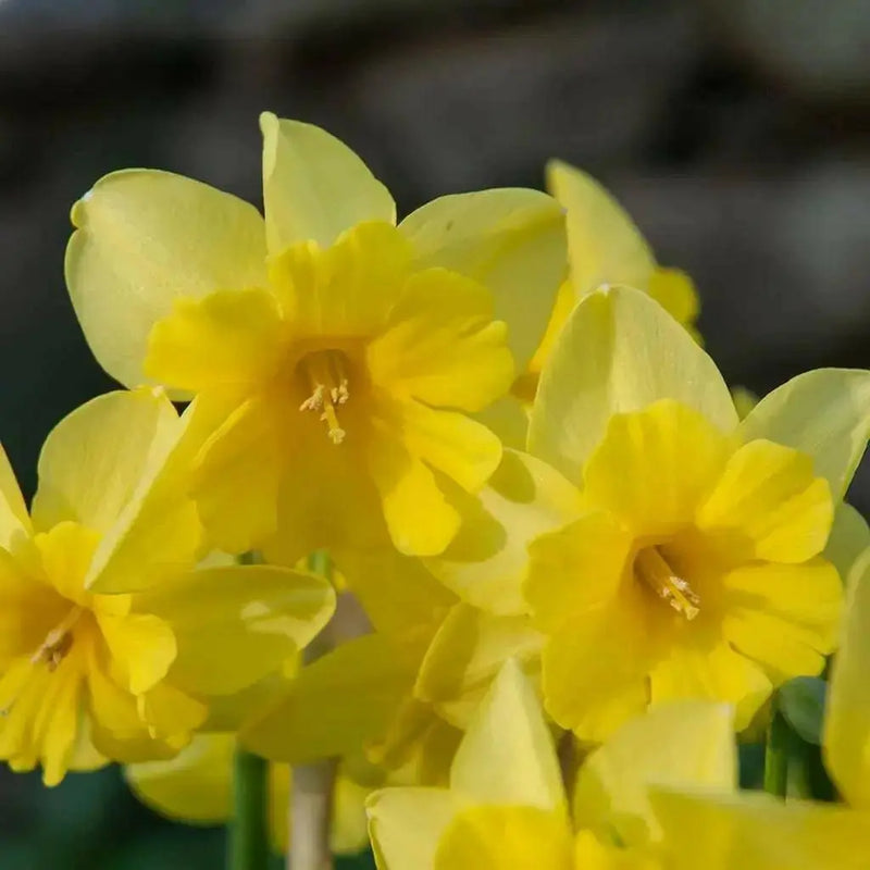 Narcissus Magnet Flower Bulbs - Caribbean garden seed
