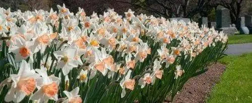 NARCISSUS SALOME (Bulbs) late to mid-season ,Large Bulb Size! 14-16 cm Perennial.