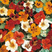 Nasturtium FLOWERS Seed (TOM THUMB Mix ) Edible Flowers - Caribbeangardenseed