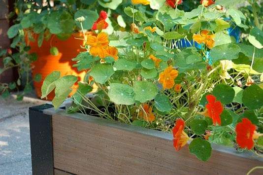 Nasturtium, Mixed seeds,Edible Flowers , Groundcover. - Caribbeangardenseed