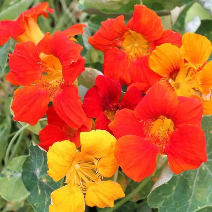 Nasturtium, Mixed seeds,Edible Flowers , Groundcover. - Caribbeangardenseed